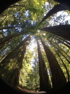 Redwoods and Rejuvenation